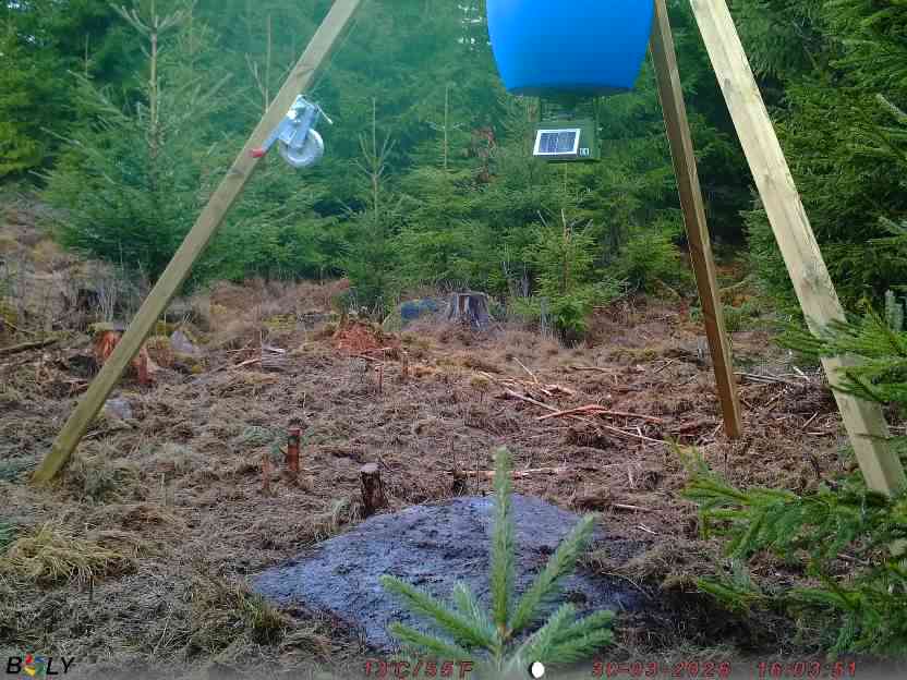 Bild från STORATRÄA