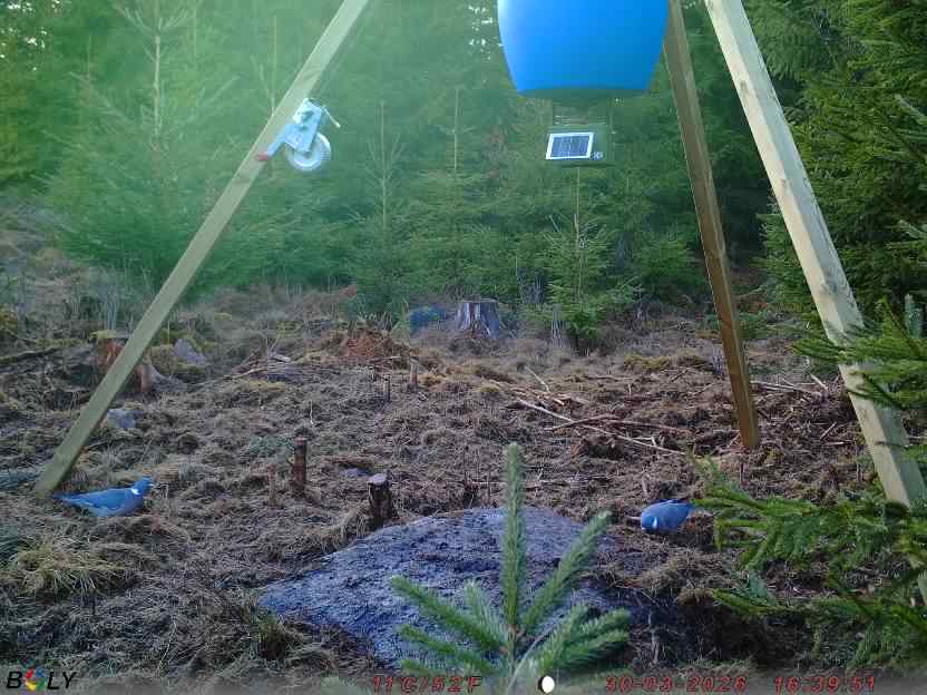 Bild från STORATRÄA