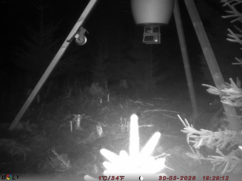 Bild från STORATRÄA