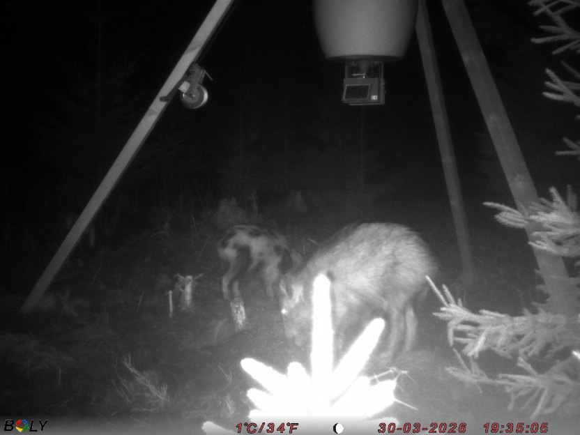 Bild från STORATRÄA