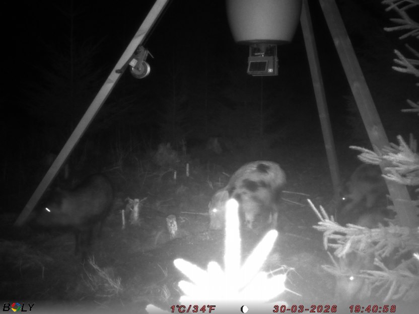 Bild från STORATRÄA