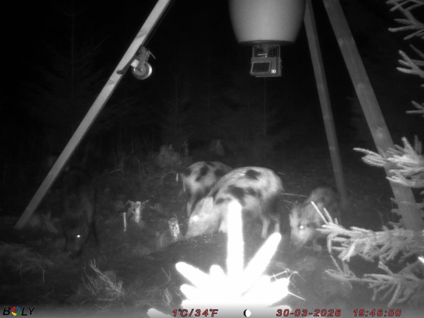 Bild från STORATRÄA