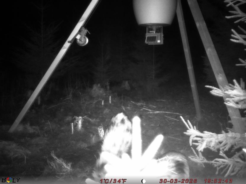 Bild från STORATRÄA