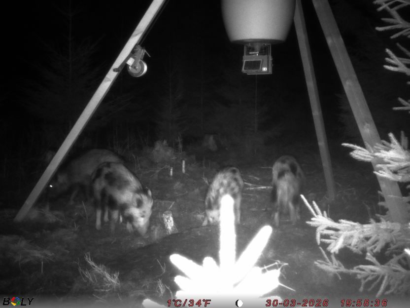 Bild från STORATRÄA