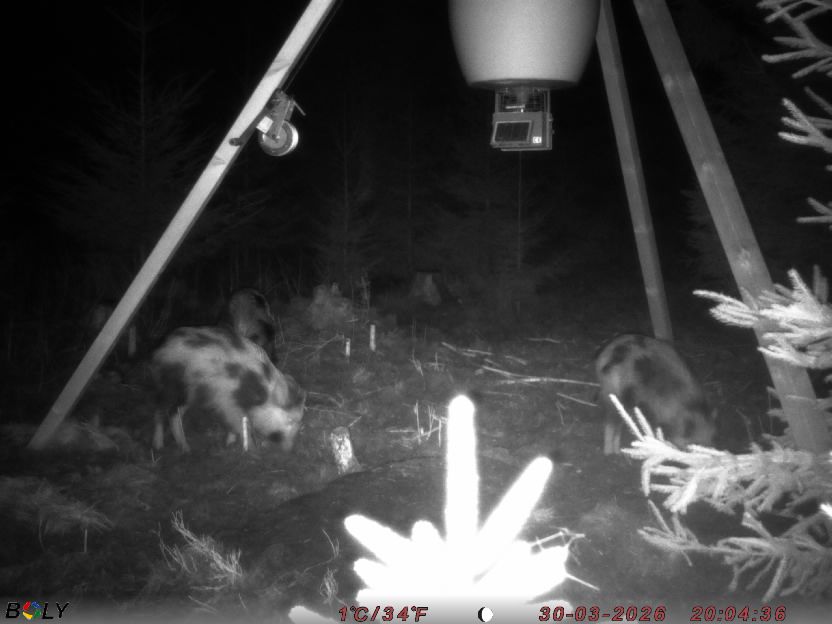 Bild från STORATRÄA