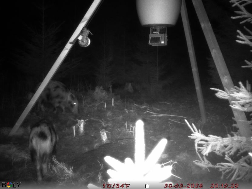 Bild från STORATRÄA