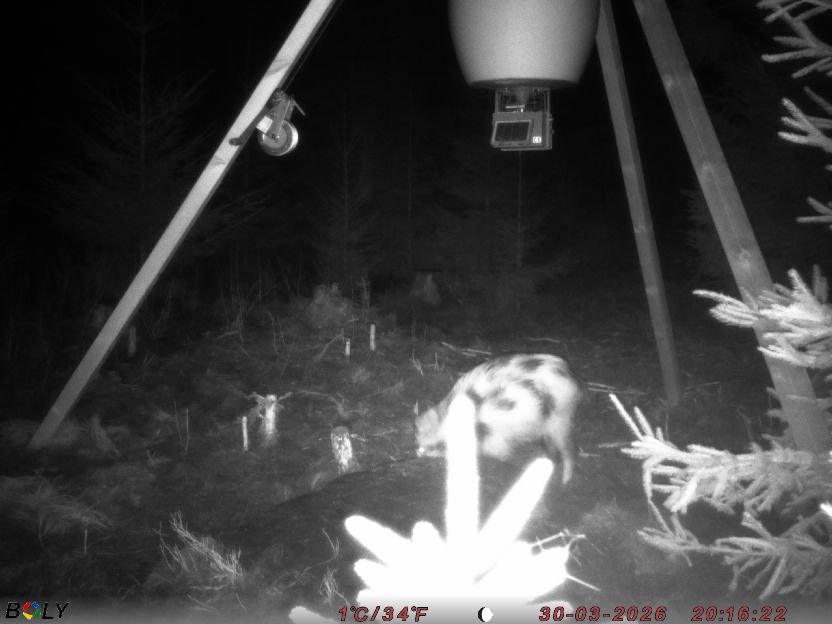 Bild från STORATRÄA