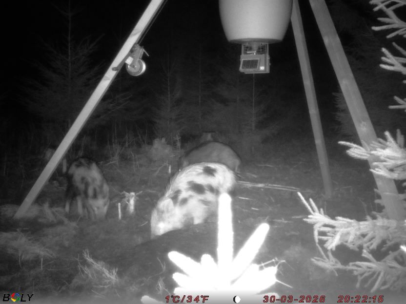 Bild från STORATRÄA