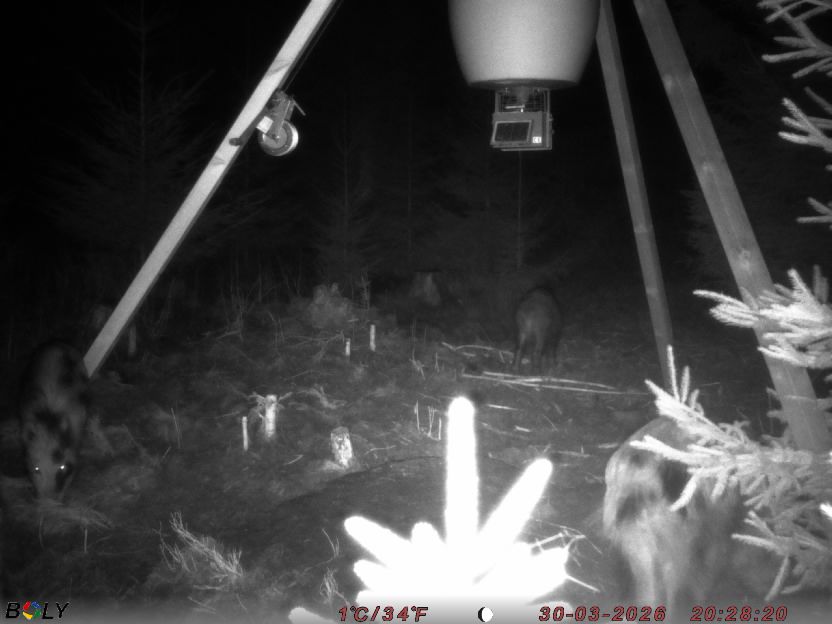 Bild från STORATRÄA