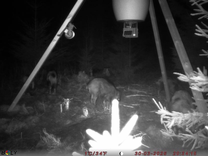 Bild från STORATRÄA