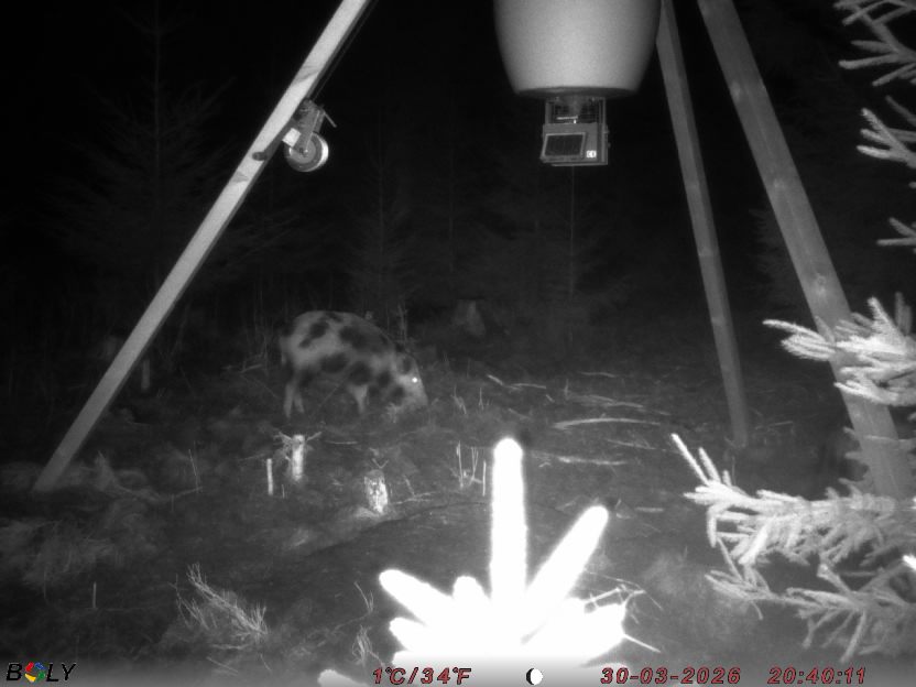 Bild från STORATRÄA