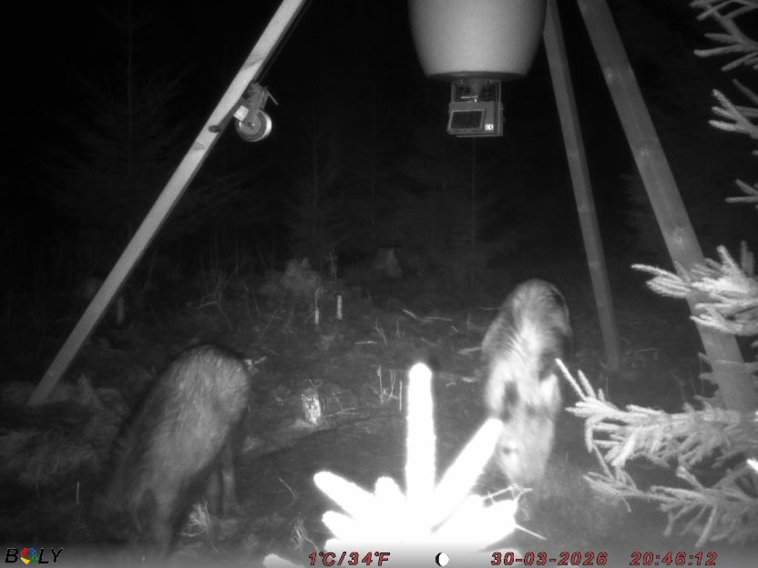 Bild från STORATRÄA