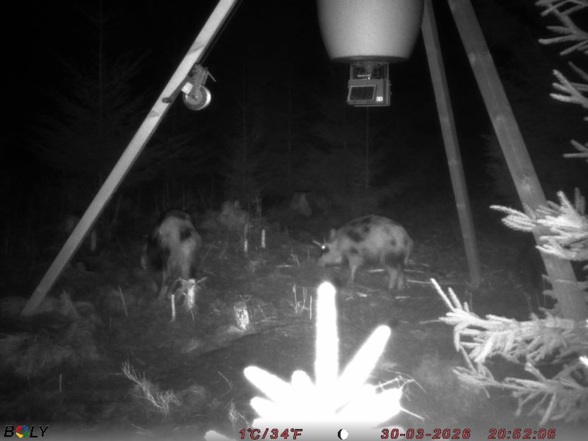 Bild från STORATRÄA