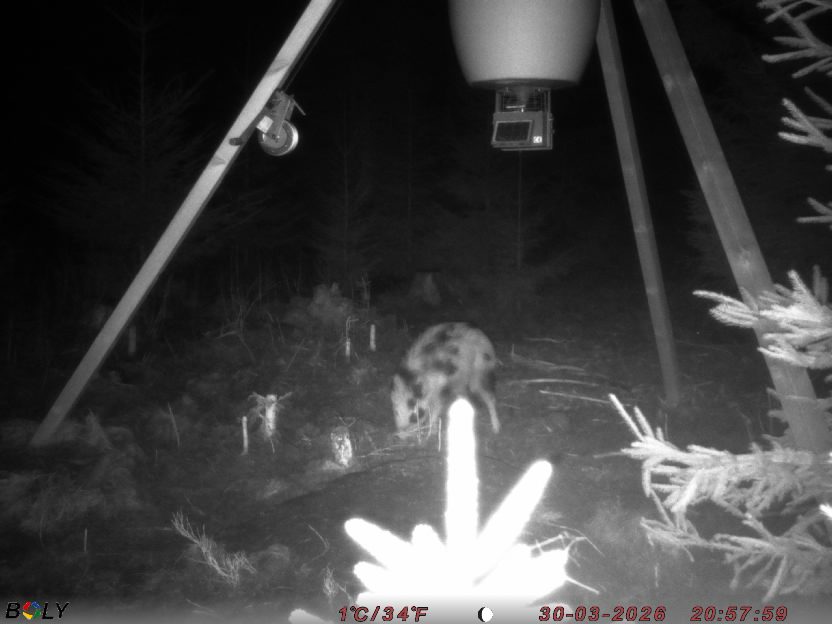 Bild från STORATRÄA