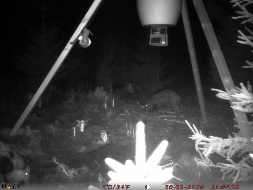 Bild från STORATRÄA