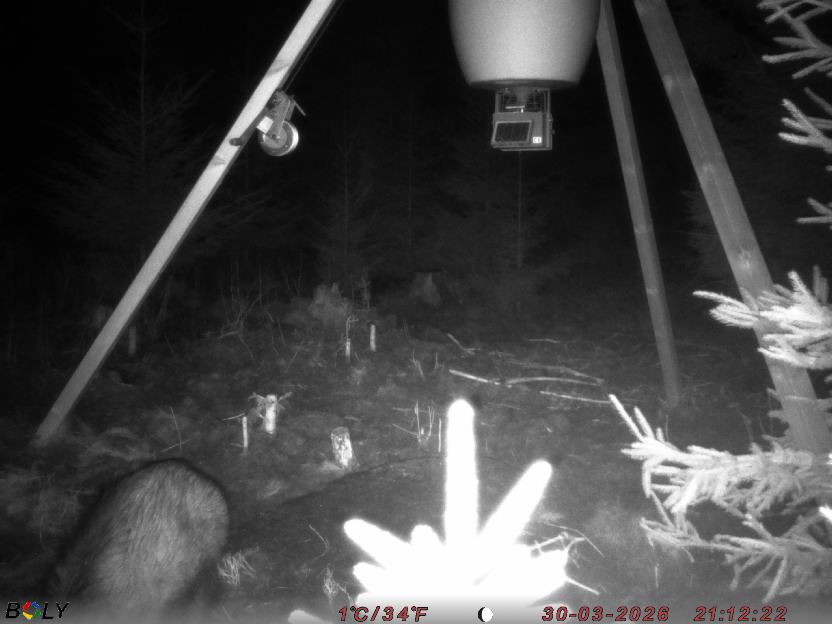 Bild från STORATRÄA