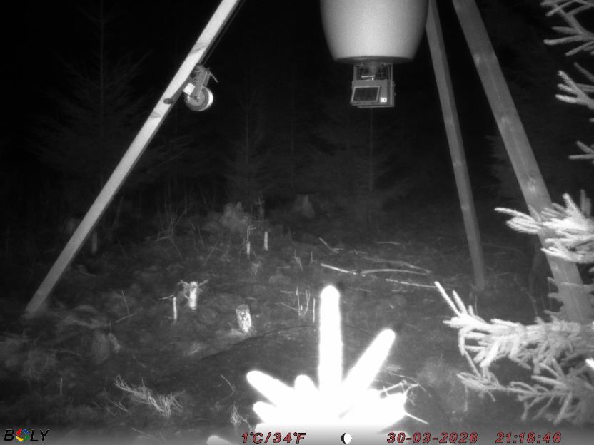 Bild från STORATRÄA