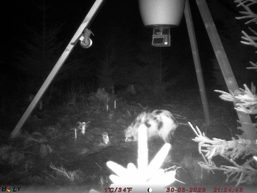 Bild från STORATRÄA