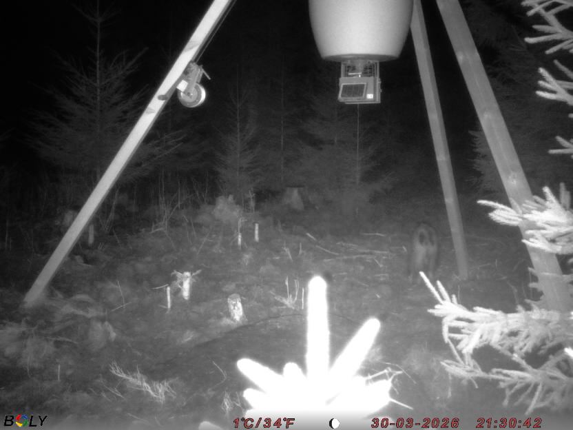 Bild från STORATRÄA