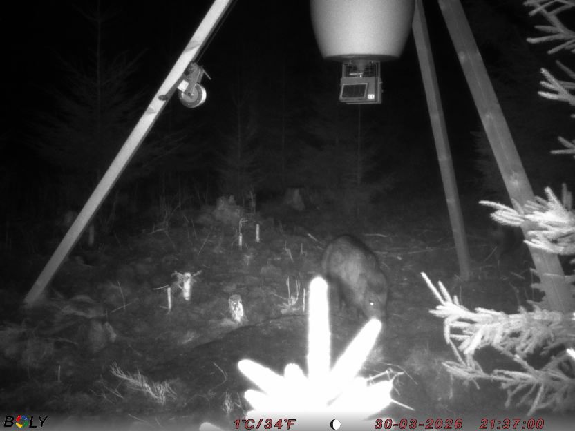 Bild från STORATRÄA