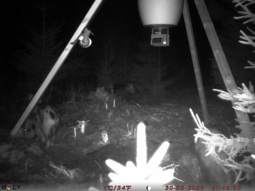 Bild från STORATRÄA