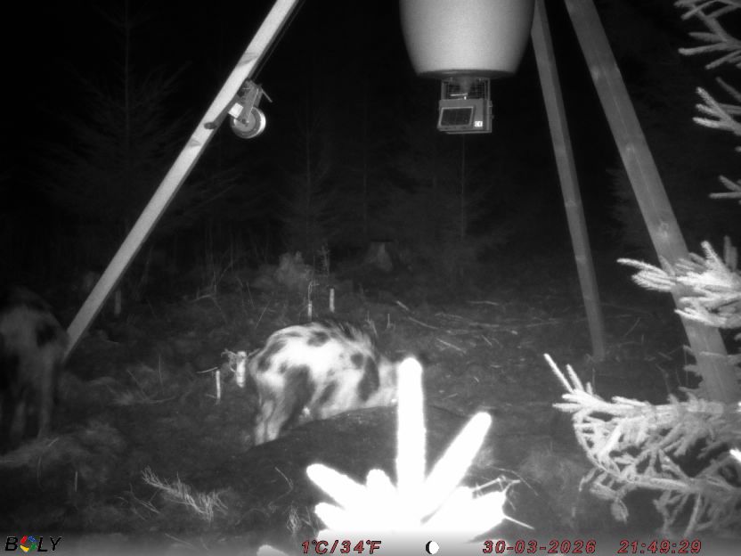 Bild från STORATRÄA