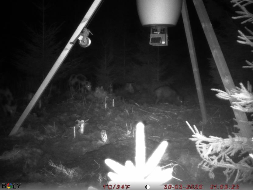 Bild från STORATRÄA