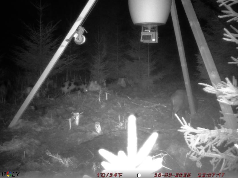 Bild från STORATRÄA