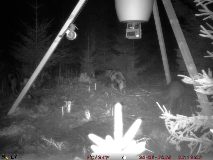 Bild från STORATRÄA