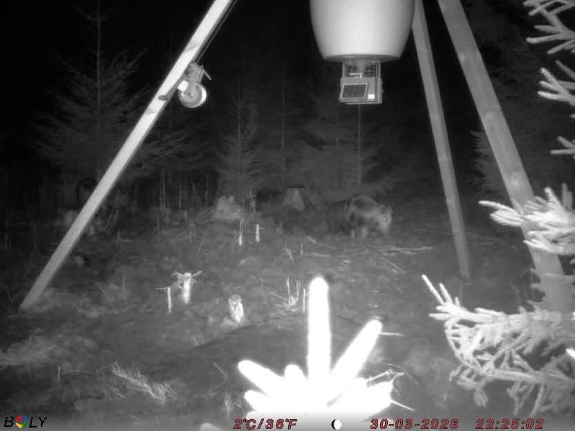 Bild från STORATRÄA