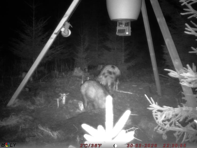 Bild från STORATRÄA