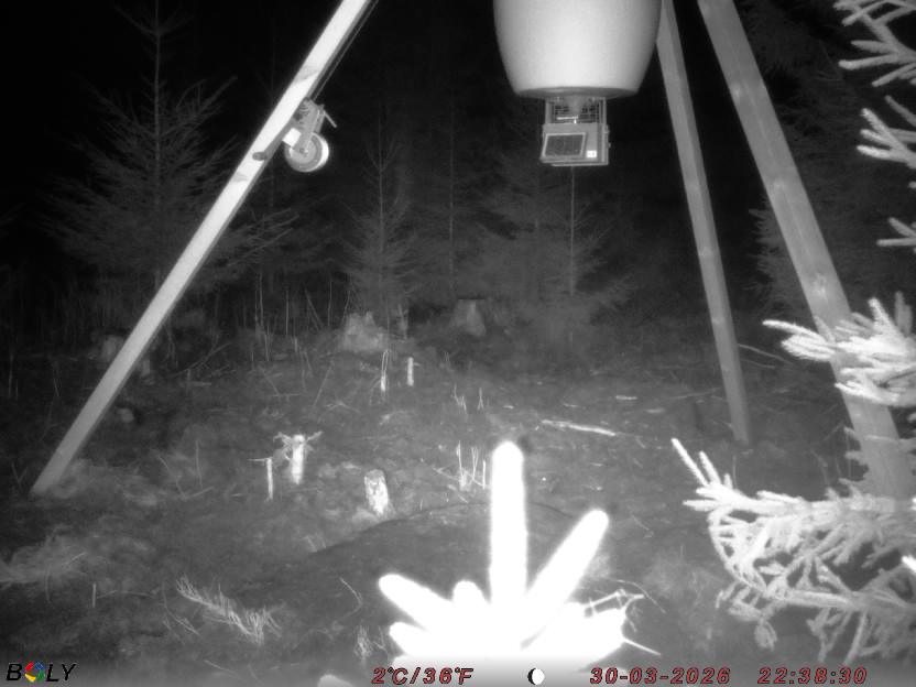 Bild från STORATRÄA