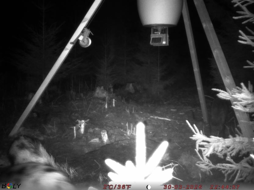 Bild från STORATRÄA