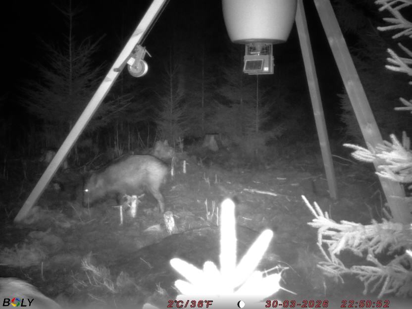 Bild från STORATRÄA