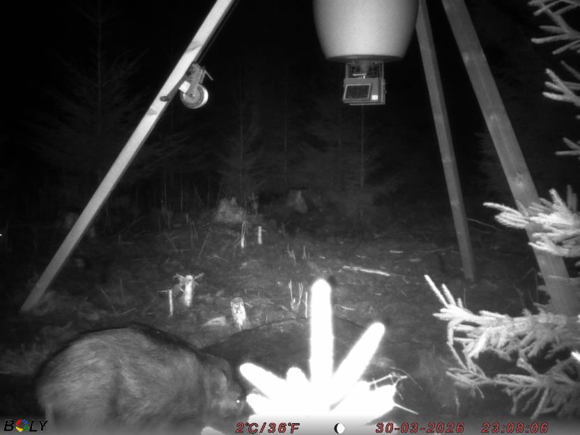 Bild från STORATRÄA