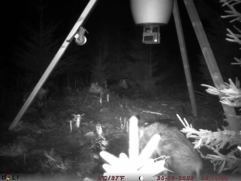 Bild från STORATRÄA