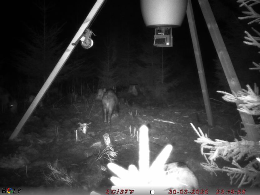 Bild från STORATRÄA