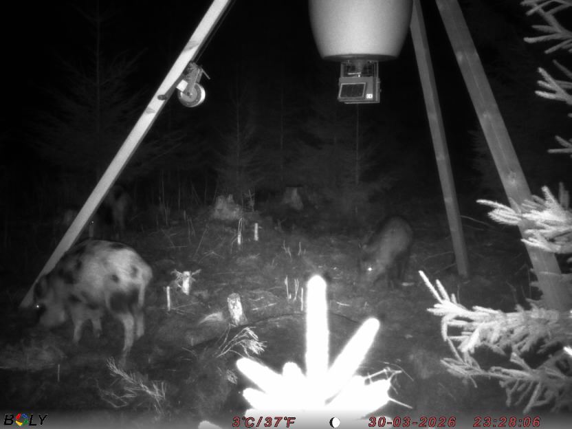 Bild från STORATRÄA