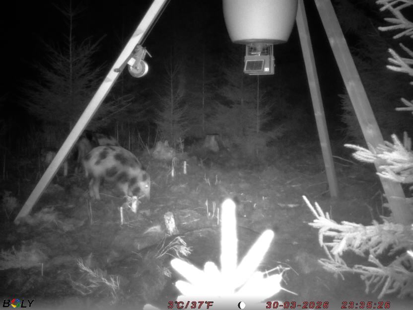 Bild från STORATRÄA