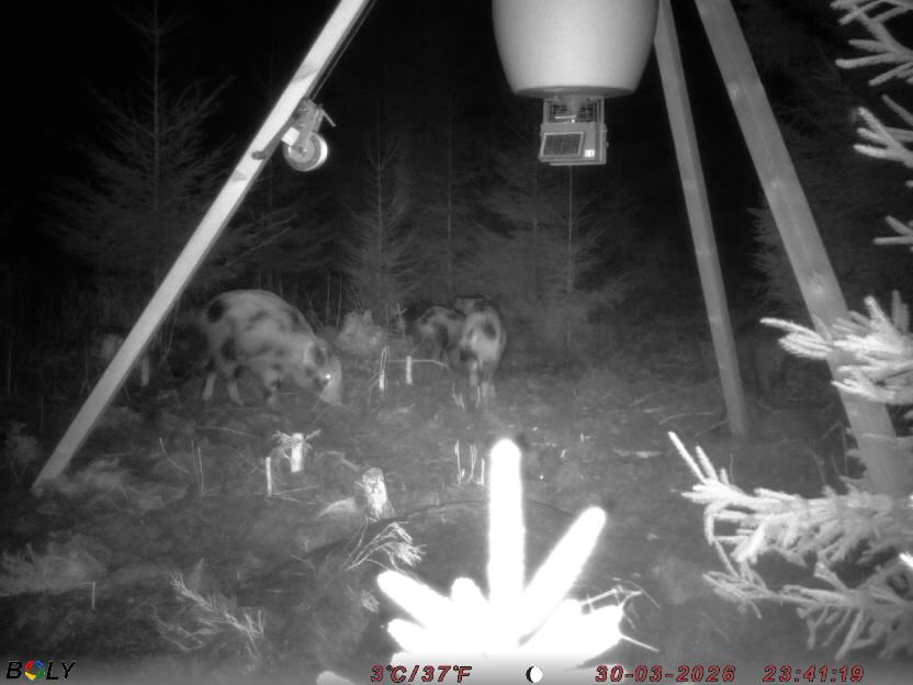 Bild från STORATRÄA