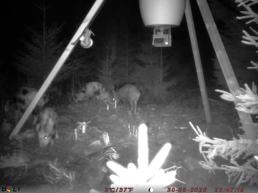 Bild från STORATRÄA