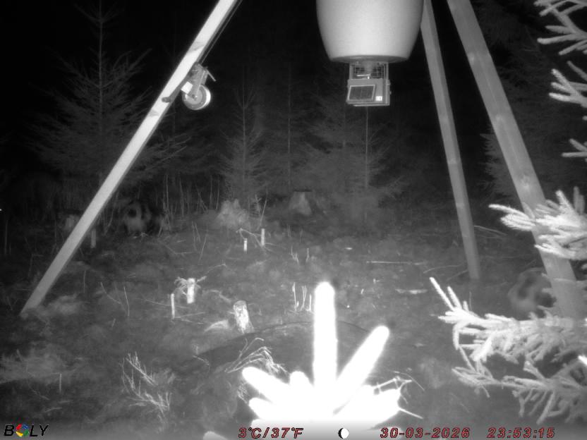 Bild från STORATRÄA