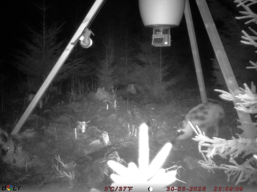 Bild från STORATRÄA