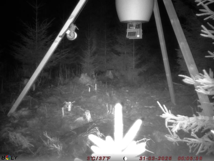 Bild från STORATRÄA