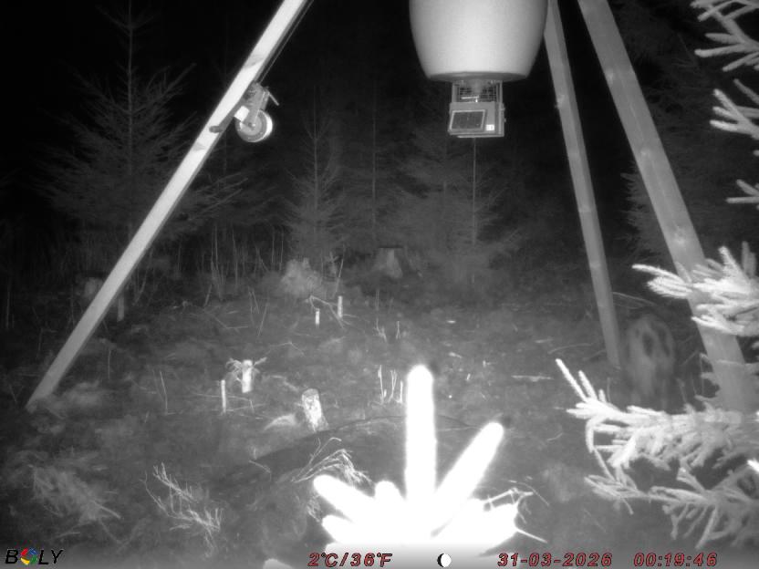 Bild från STORATRÄA