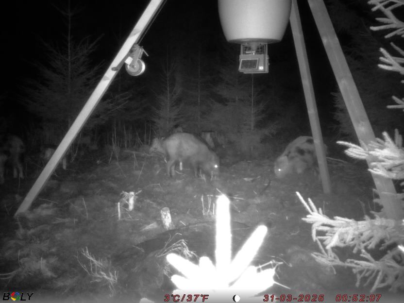 Bild från STORATRÄA