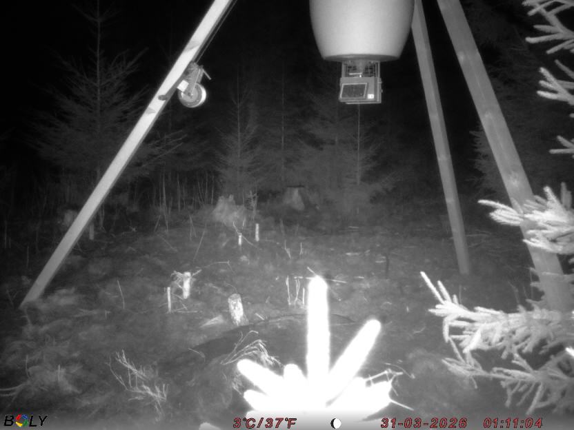 Bild från STORATRÄA