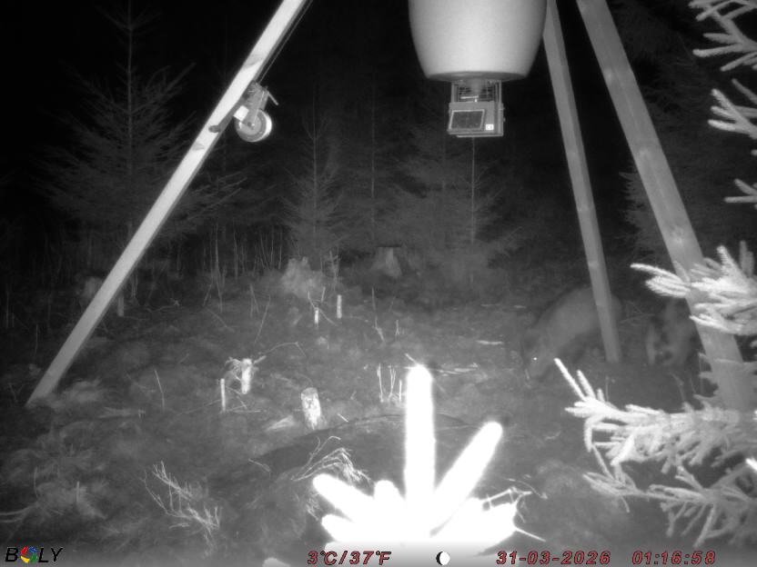 Bild från STORATRÄA