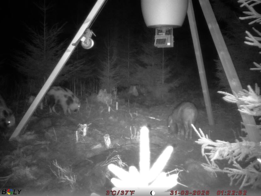 Bild från STORATRÄA