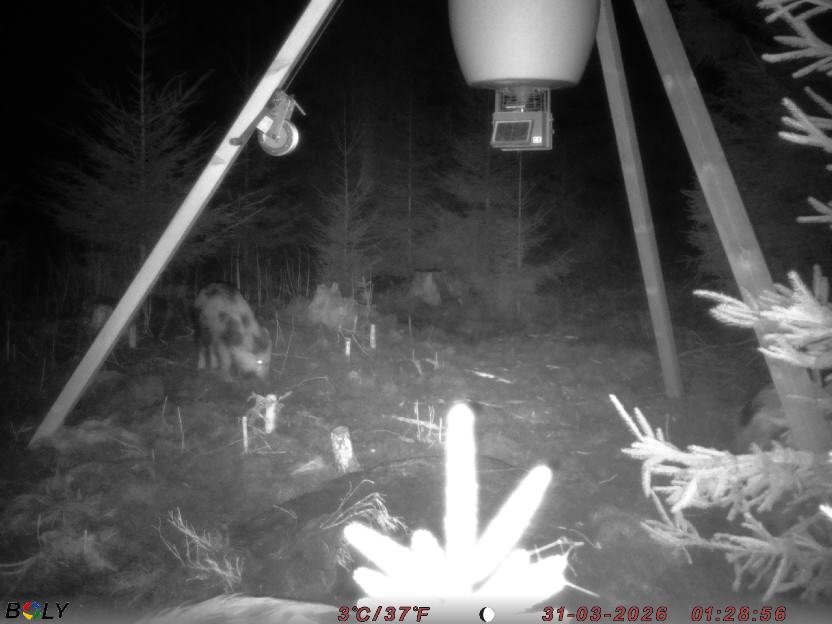 Bild från STORATRÄA